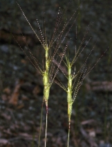 Aegilops triuncialis