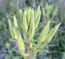 Oenothera elata ssp. hirsutissimus