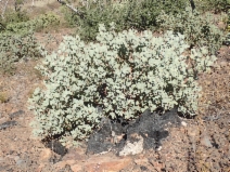Arctostaphylos glandulosa ssp. leucophylla