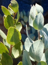 Arctostaphylos glandulosa ssp. leucophylla