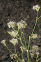 Eriogonum nudum