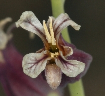 Streptanthus lemmonii