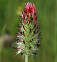 Trifolium incarnatum