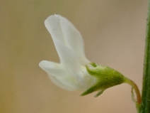 Melilotus albus