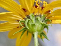 Helianthus californicus