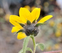 Helianthus exilis