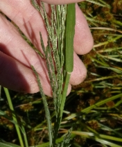 Leptochloa fusca ssp. fascicularis