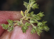 Loeflingia squarrosa