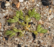 Loeflingia squarrosa