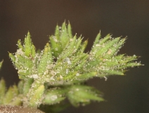 Loeflingia squarrosa