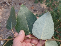 Populus trichocarpa