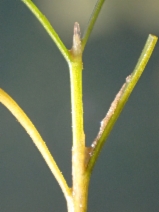 Stuckenia pectinata