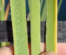 Typha angustifolia