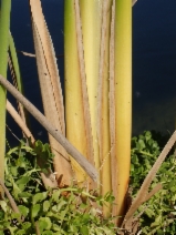 Typha angustifolia
