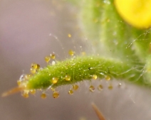 Hemizonia fitchii