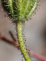 Madia elegans