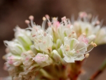 Eriogonum nudum var. nudum