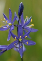 Camassia quamash
