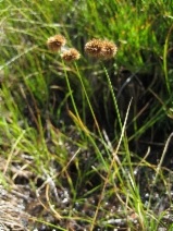 Juncus ensifolius