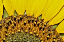 Helianthus annuus