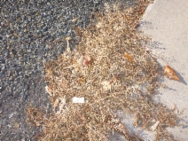 Eragrostis cilianensis