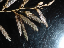 Eragrostis cilianensis