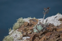 Dudleya greenei