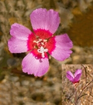 Clarkia rubicunda