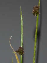 Cyperus difformis