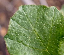 Fremontodendron californicum