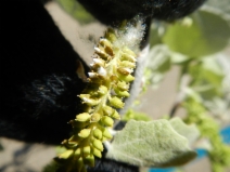 Populus alba