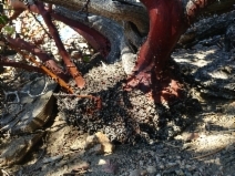 Arctostaphylos parryana ssp. tumescens