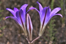Brodiaea elegans