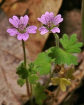 Geranium molle
