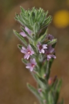 Epilobium densiflorum