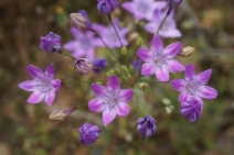 Triteleia bridgesii