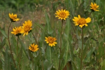 Wyethia angustifolia