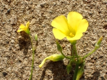 Oxalis corniculata