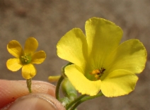 Oxalis corniculata