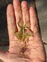 Poa annua