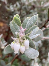 Arctostaphylos silvicola