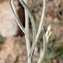 Pseudognaphalium beneolens