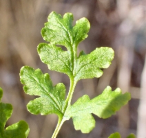 Cystopteris fragilis