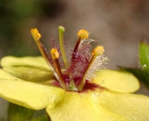 Verbascum virgatum