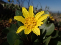 Wyethia bolanderi