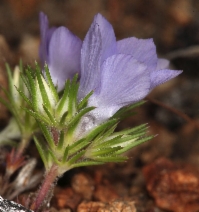Linanthus parryae
