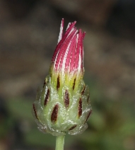 Malacothrix coulteri