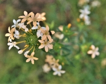 Collomia grandiflora