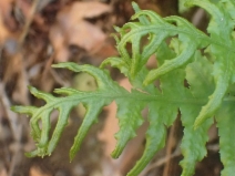 Polypodium californicum