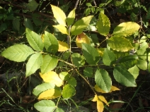 Fraxinus velutina